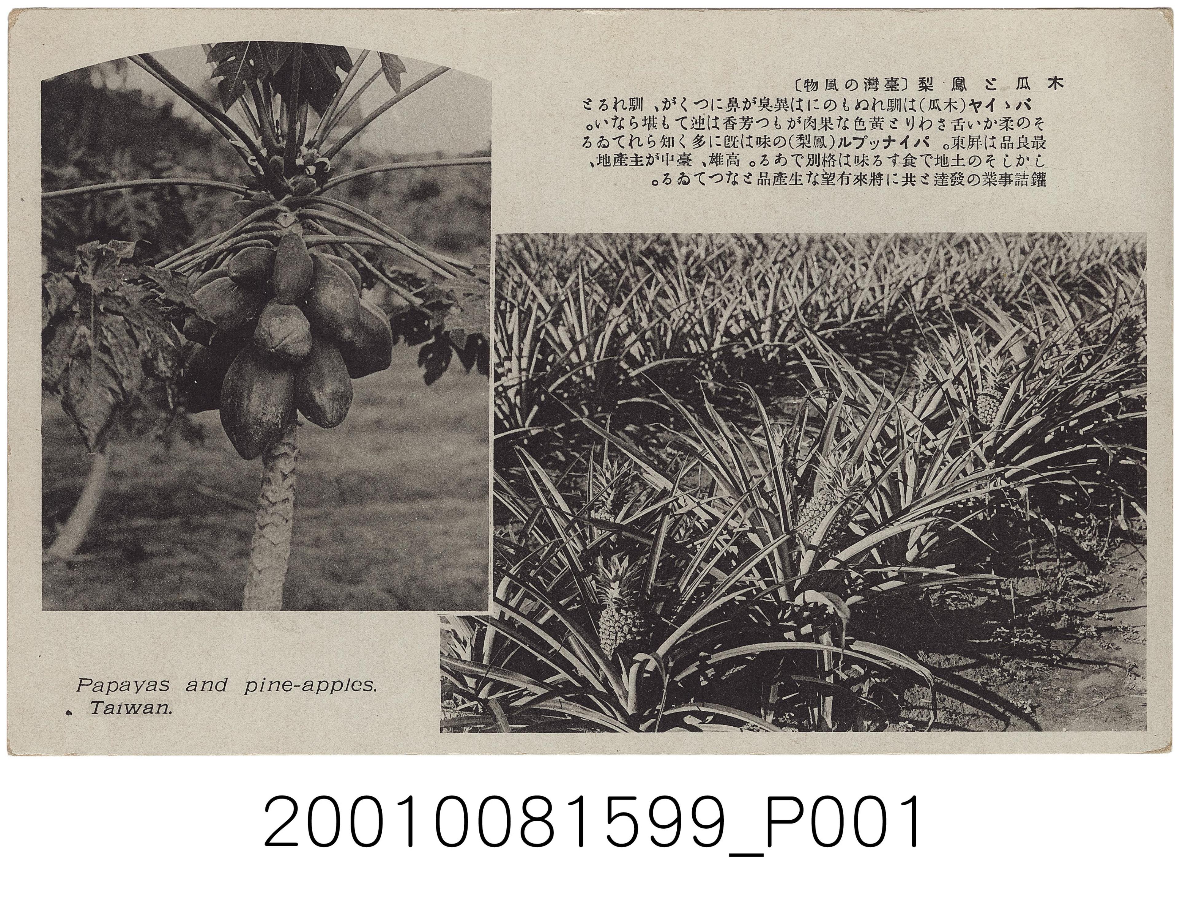 大正天鴿牌出版木瓜與鳳梨 (共2張)