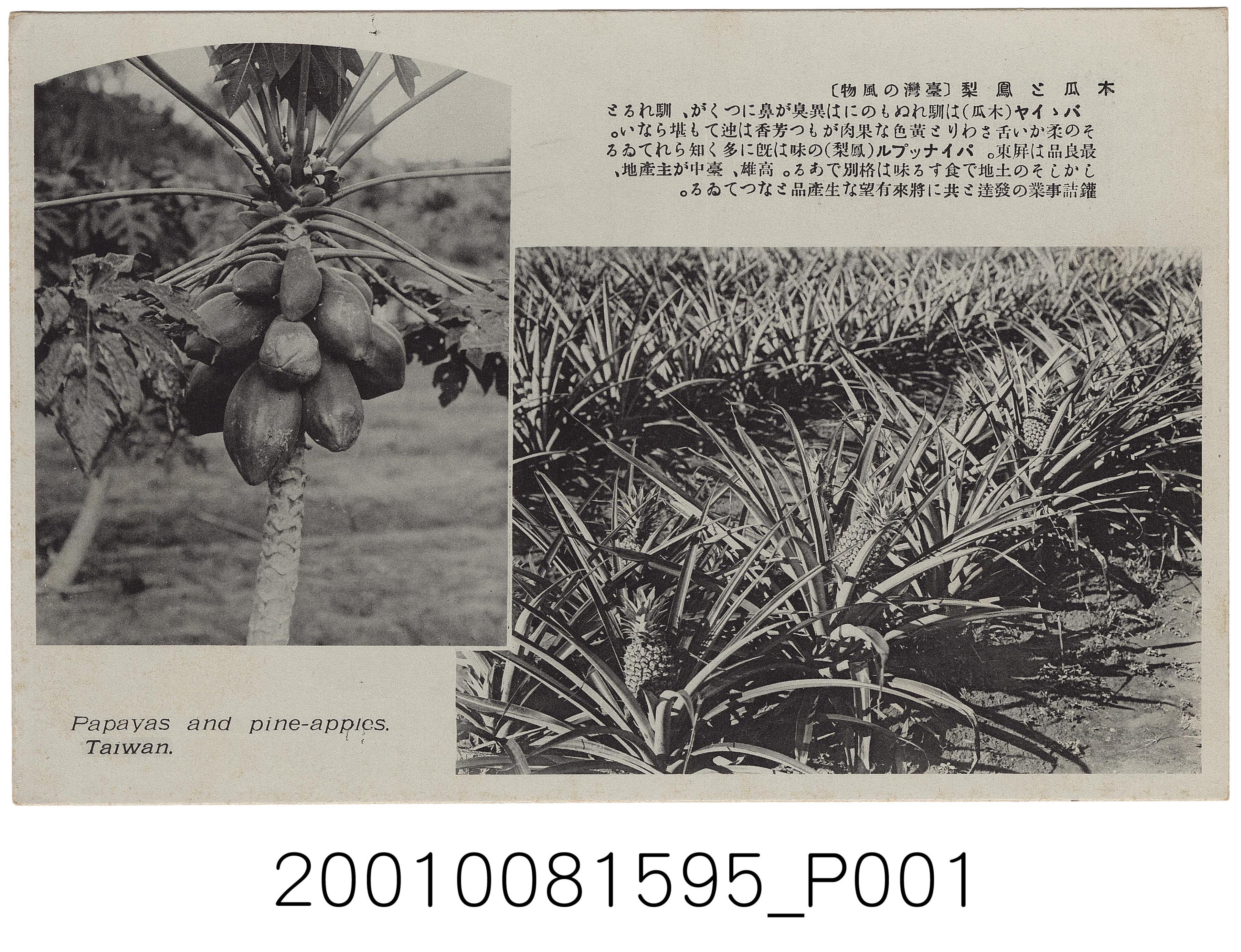 大正製造木瓜與鳳梨 (共2張)
