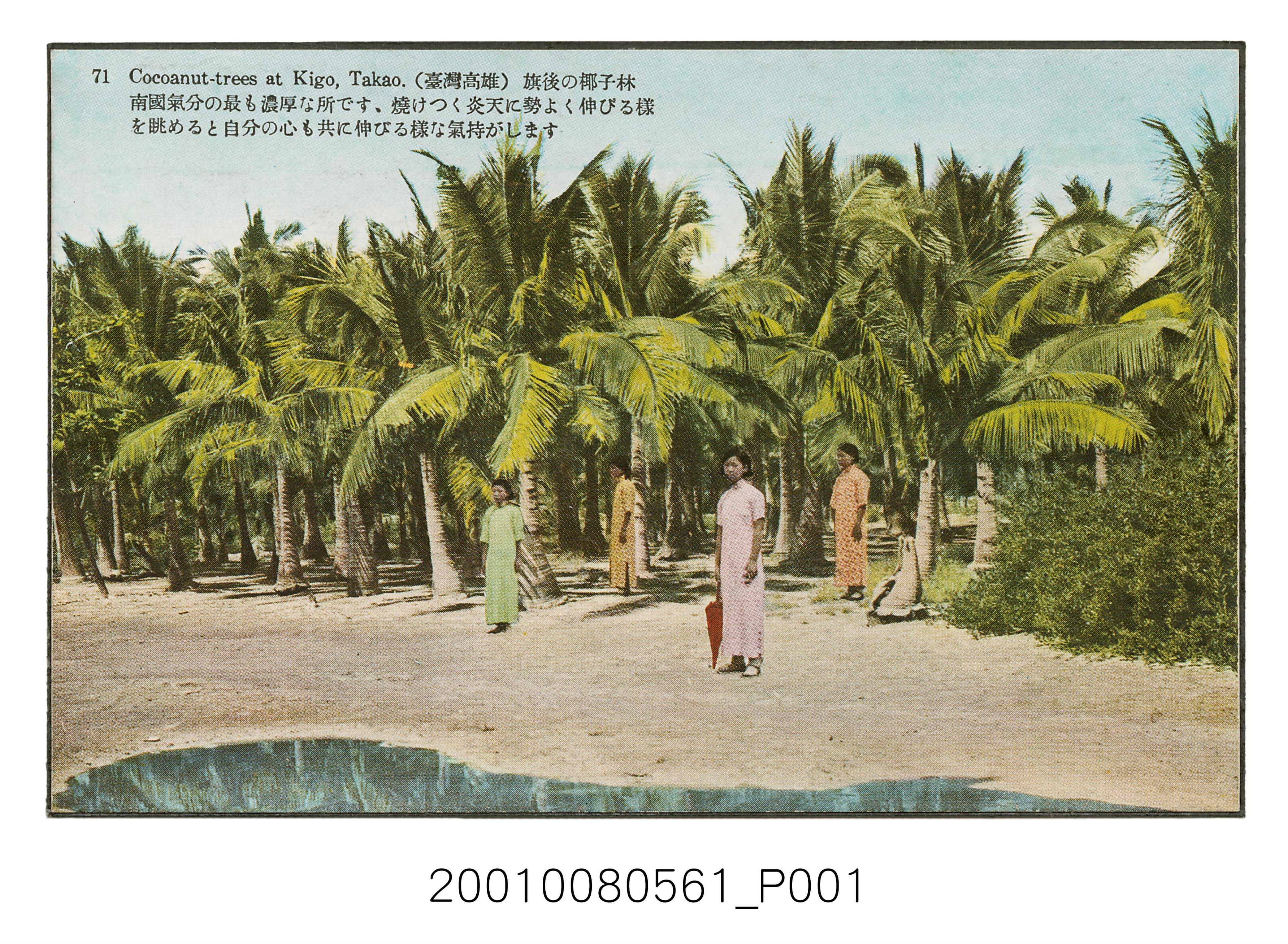 臺灣高雄旗後的椰子林 (共1張)