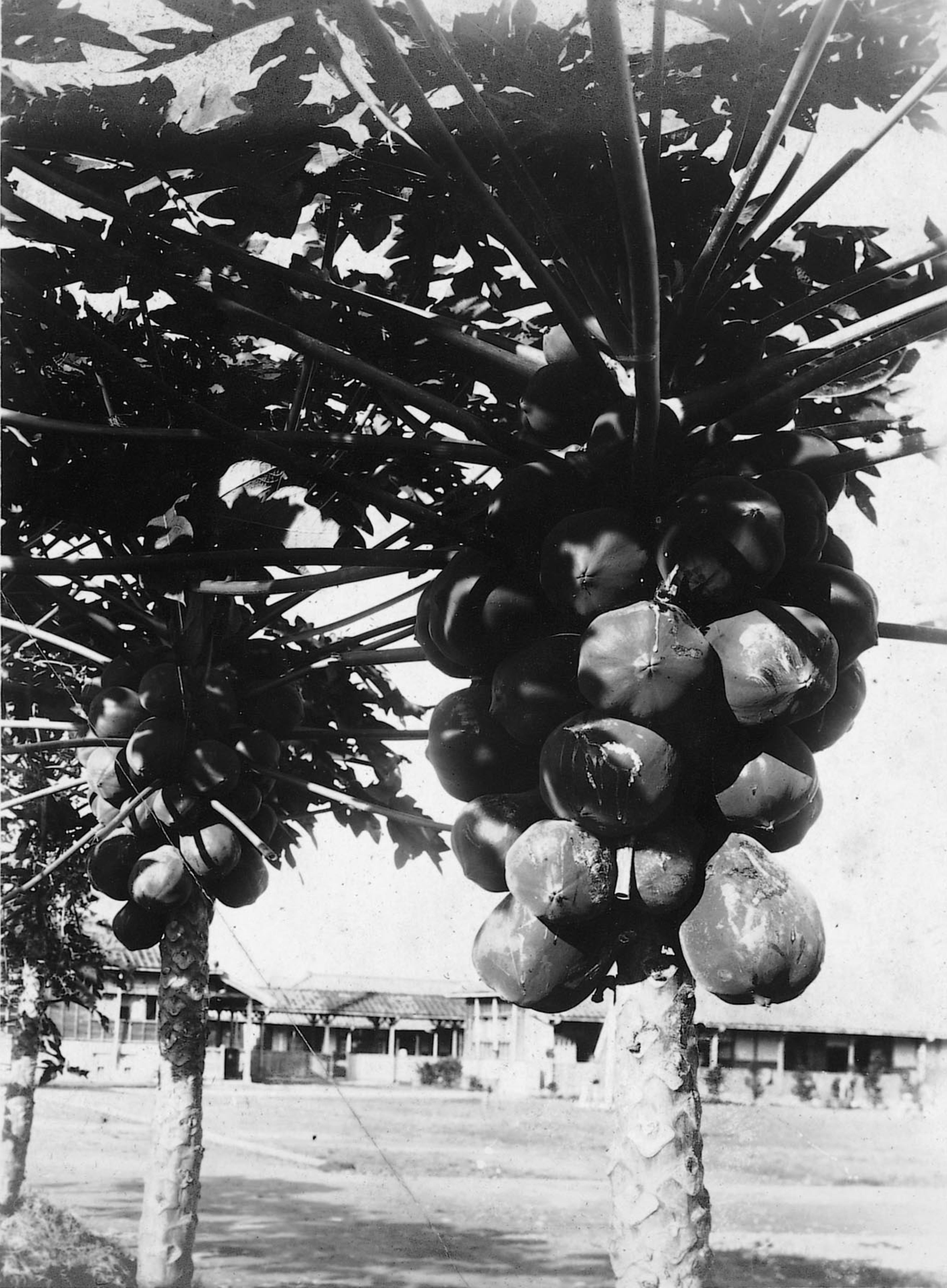 木瓜樹 (共2張)