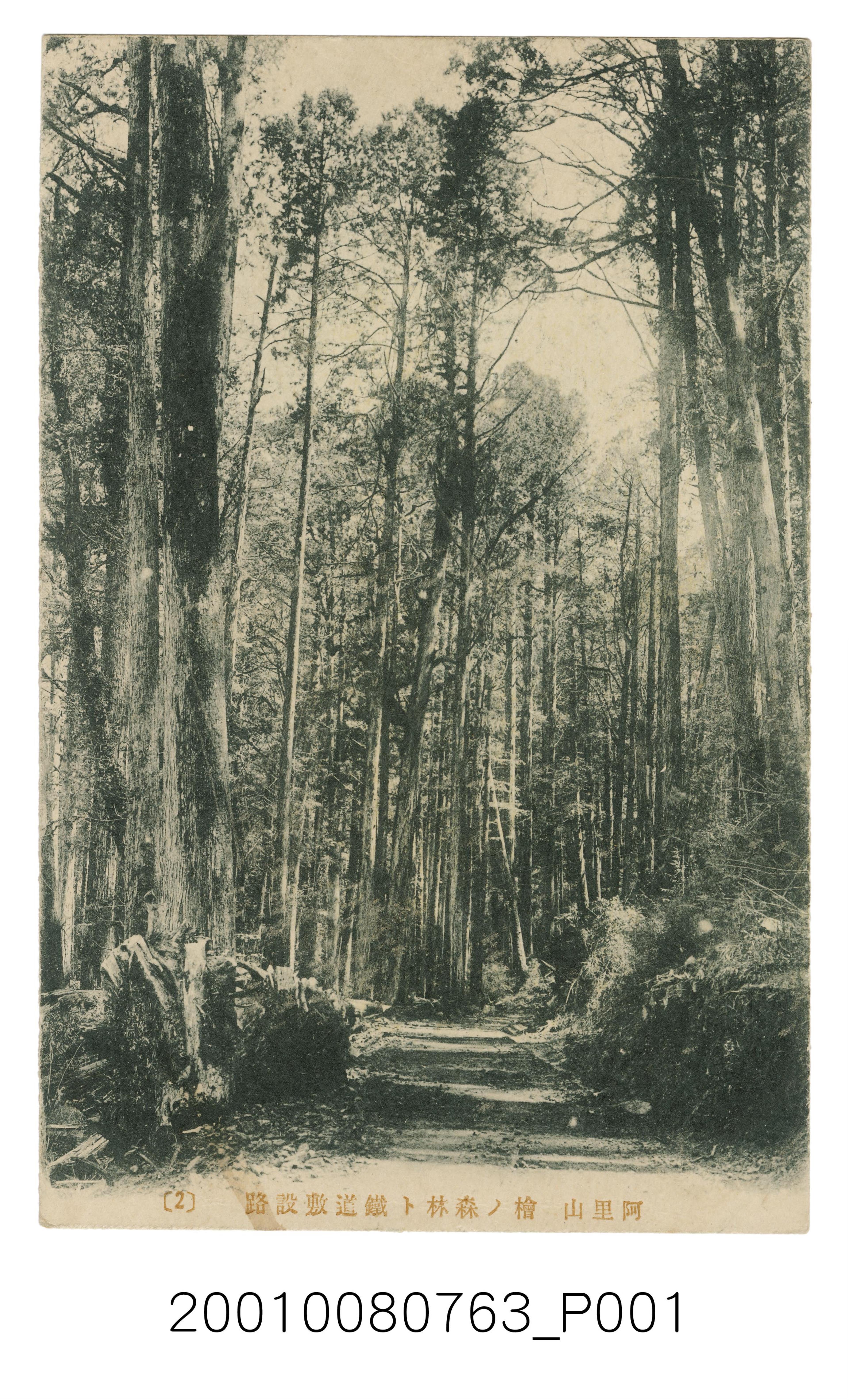 阿里山檜木森林與鐵軌鋪設道路之二 (共2張)
