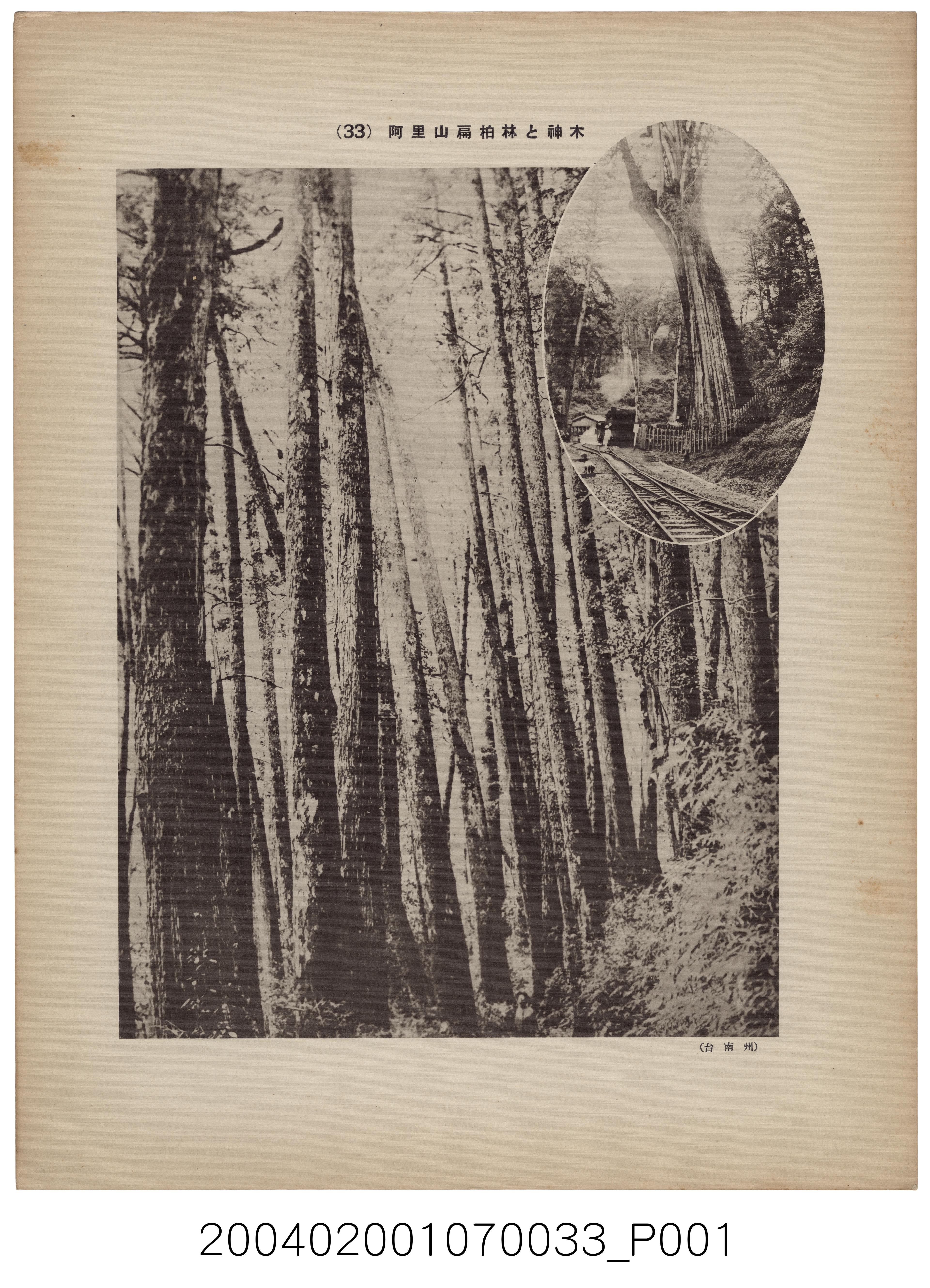 阿里山扁柏林及神木 (共1張)