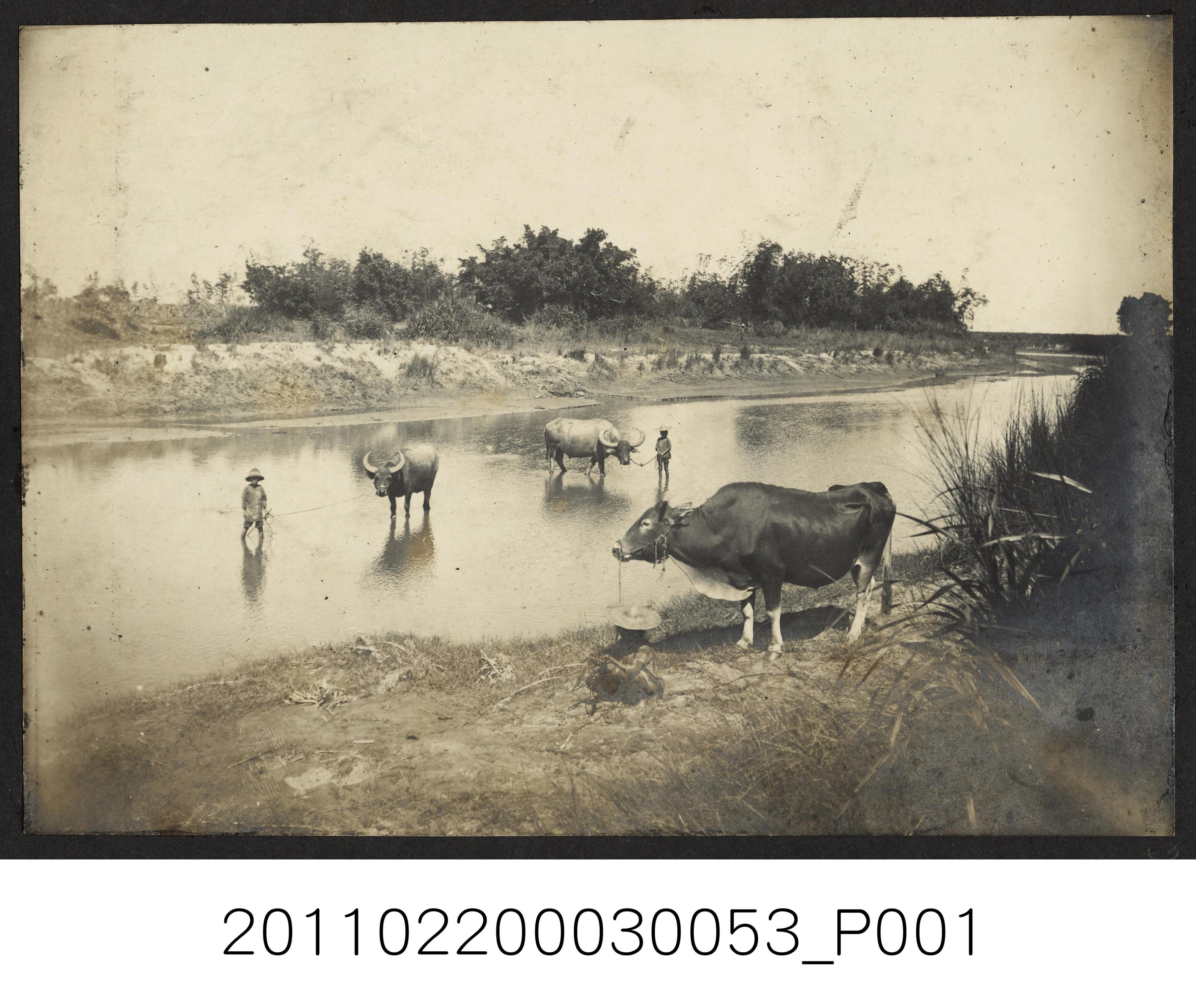 河中的水牛與牧童 (共1張)