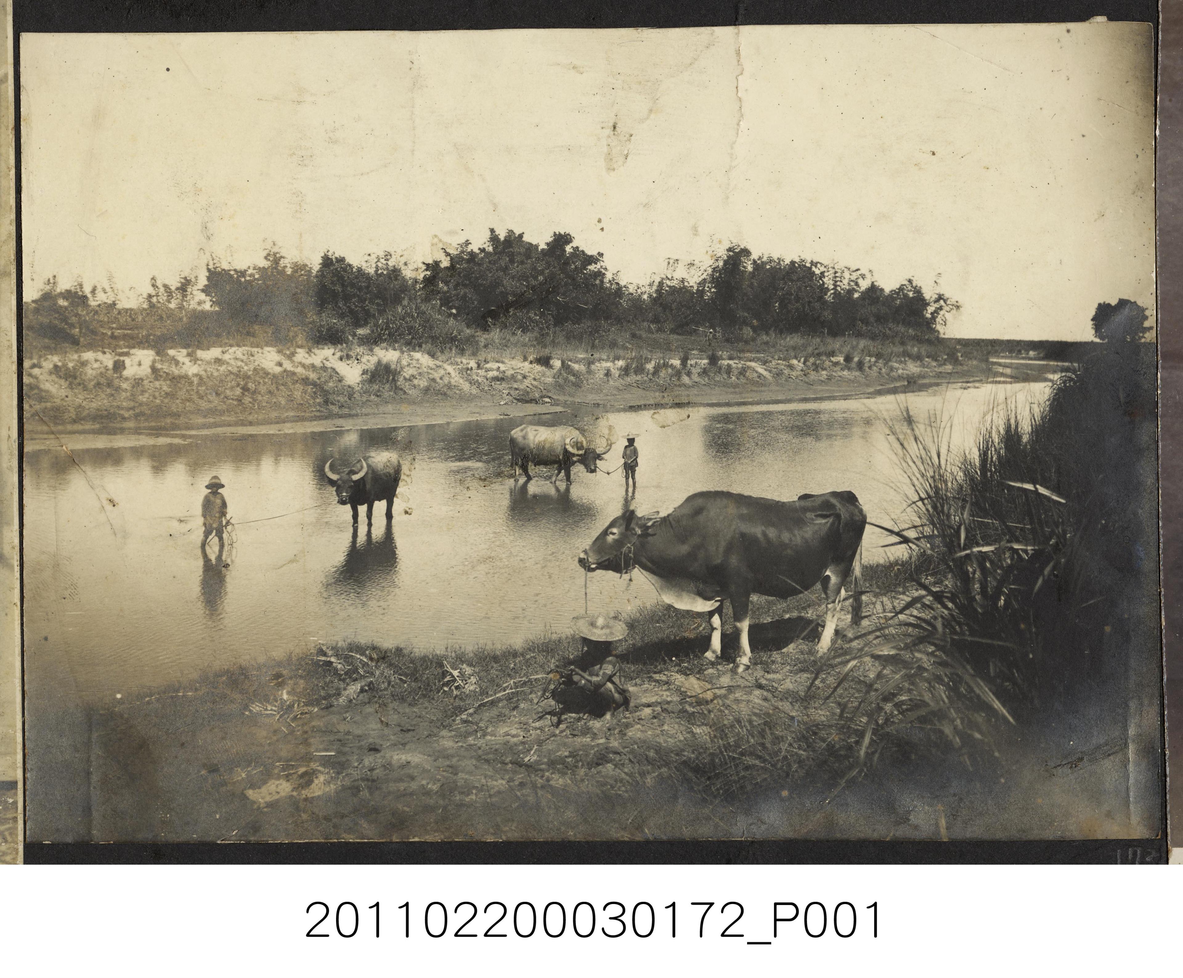 河畔的水牛與牧童 (共1張)