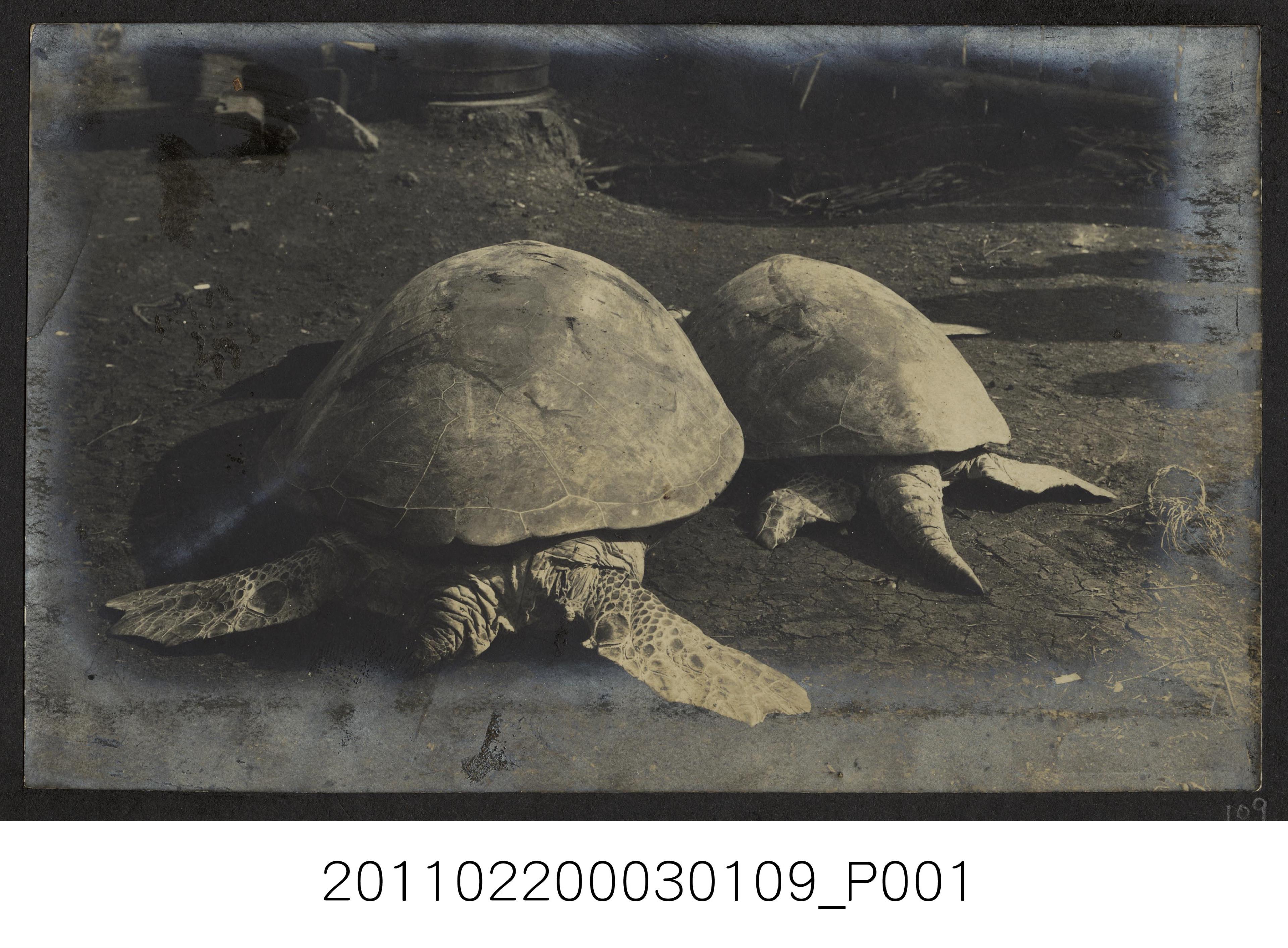 海龜 (共1張)