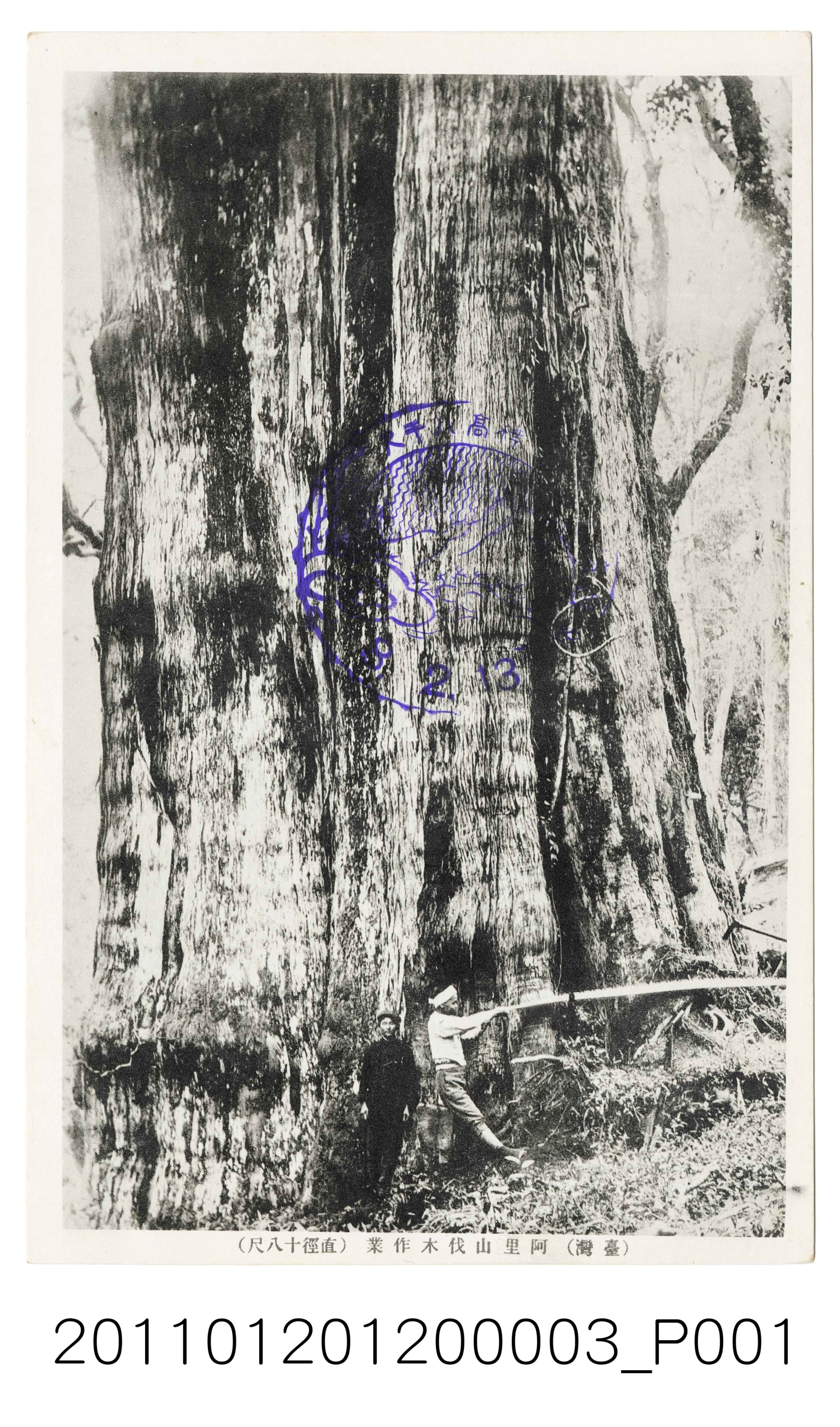 阿里山伐木作業（直徑18尺） (共2張)
